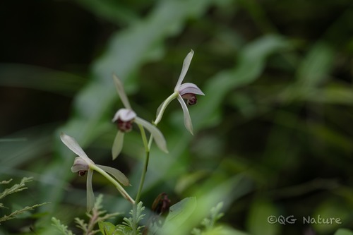 Cymbidium lancifolium, photograph 1