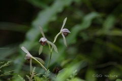 Cymbidium lancifolium, photograph (c) Wang.QG, some rights reserved (CC BY)