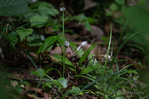 Cymbidium lancifolium, photograph 2