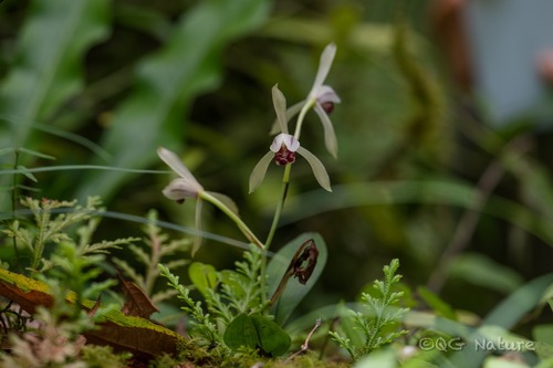 Cymbidium lancifolium
