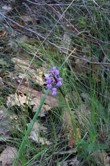 Anacamptis morio