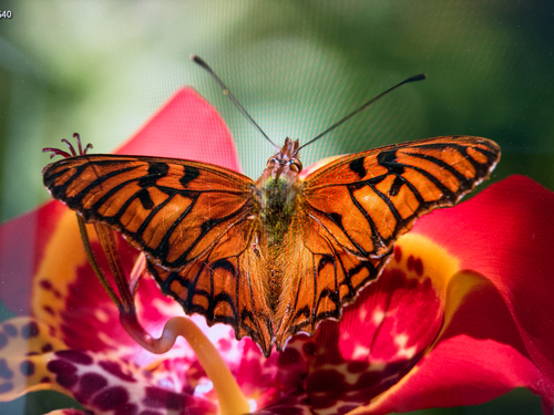 Andean Silverspot
