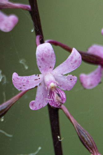 Dipodium roseum, photograph 1