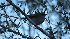 Myiothlypis leucoblephara
