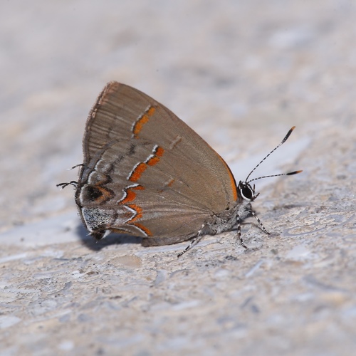 Red-banded Hairstreak photo 5