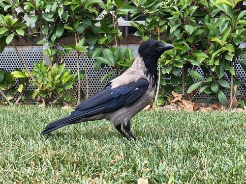 Hooded Crow