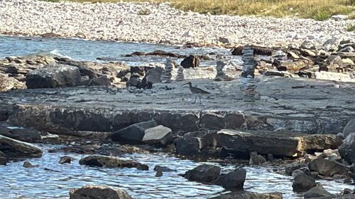 iNaturalist image
