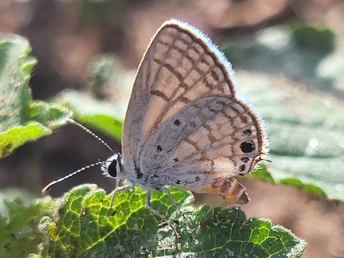Sky-blue cupid