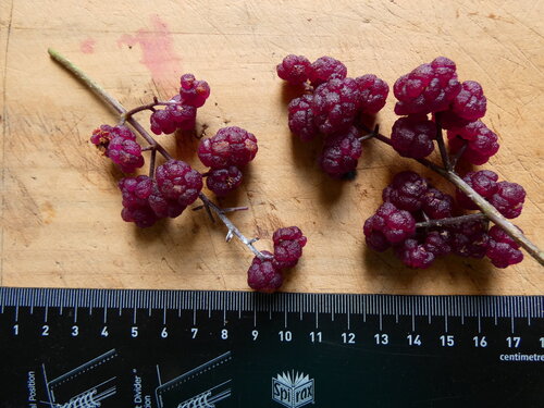 Dendrocnide moroides, photograph 5