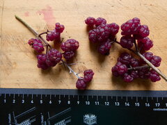 Dendrocnide moroides, photograph (c) Steve Fitzgerald, some rights reserved (CC BY-SA)