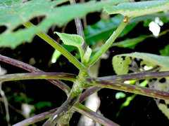 Dendrocnide moroides, photograph (c) Steve Fitzgerald, some rights reserved (CC BY-SA)