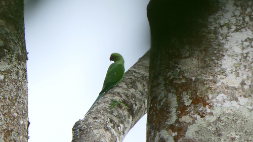 Rose-ringed Parakeet