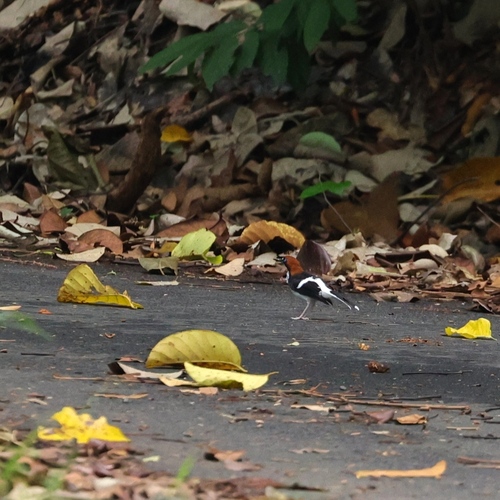 Chestnut-naped Forktail