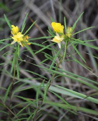 Oenothera serrulata