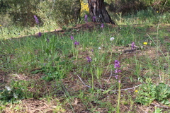 Anacamptis morio