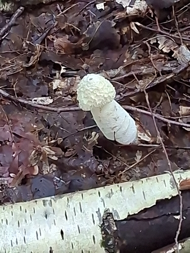 common stinkhorn