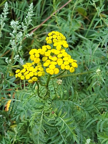 tansy