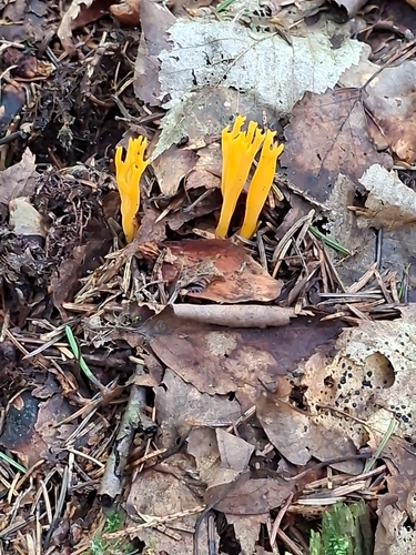 Jelly-antler