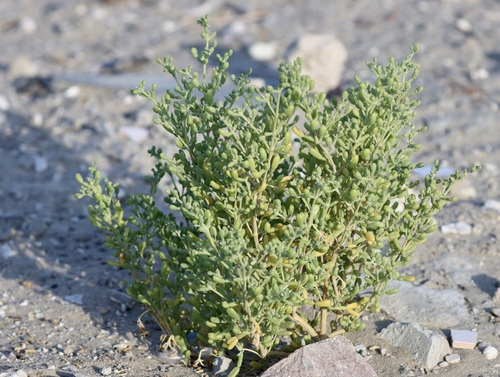 Zygophyllum qatarense