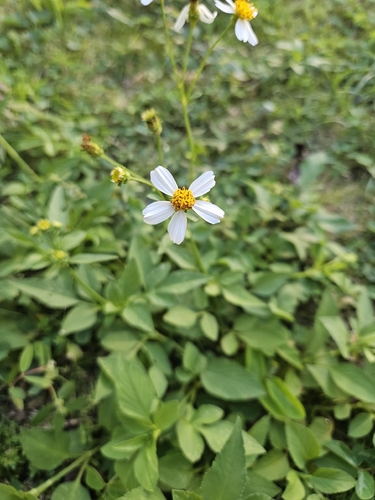 Bidens alba observed 2026-07-25
