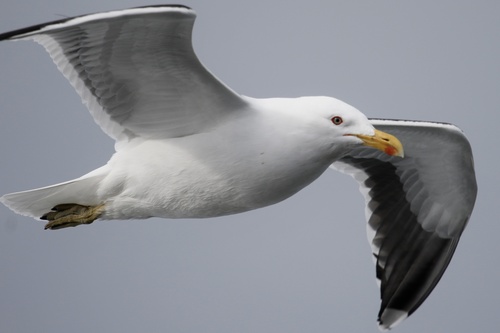 iNaturalist: (c) tyrowne, some rights reserved (CC BY-NC) iNaturalist image