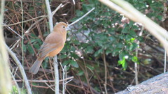 Cyanoloxia glaucocaerulea