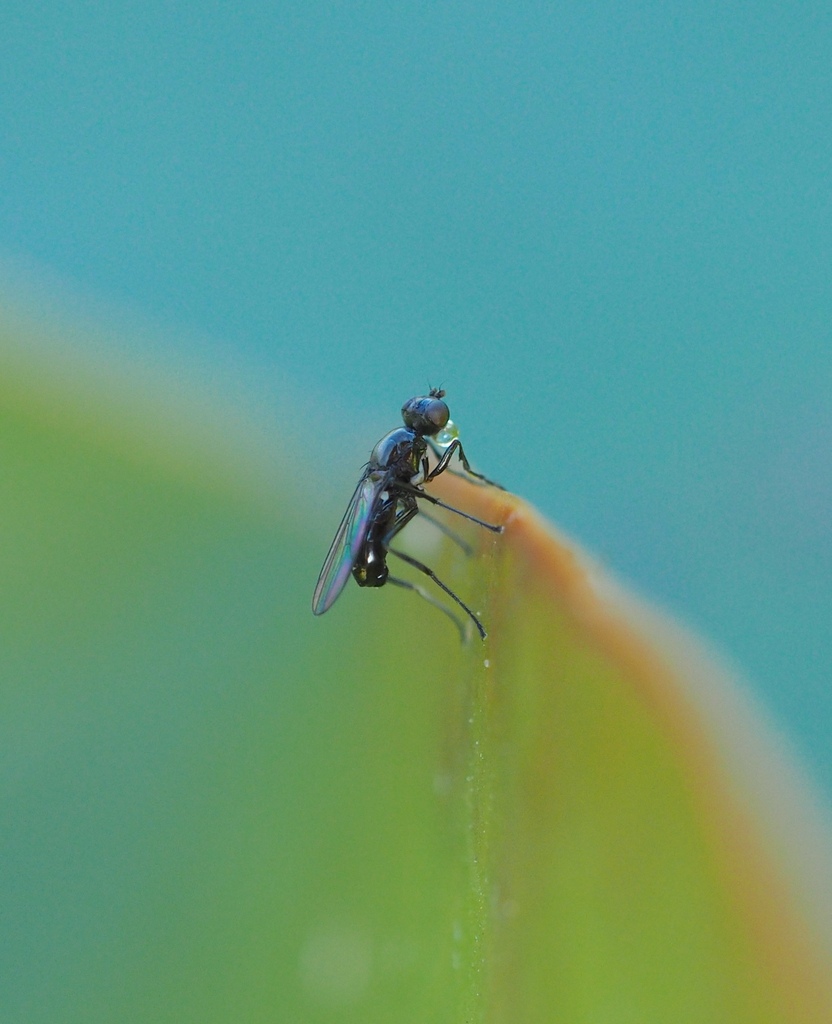 Themira putris
