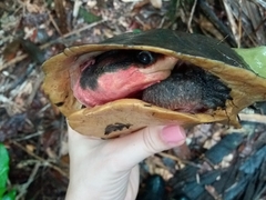 Rhinemys rufipes