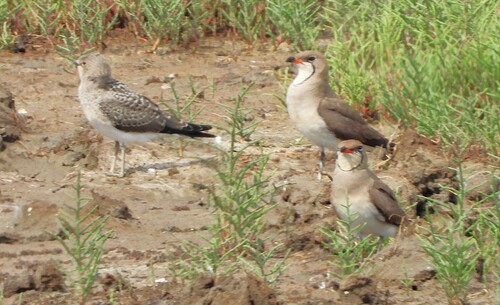 iNaturalist image
