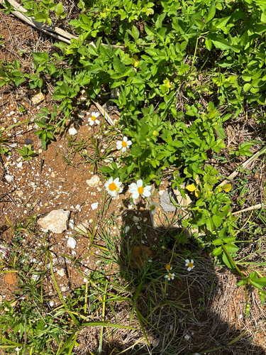 Bidens alba observed 2026-07-23