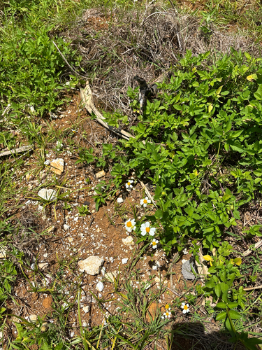 Bidens alba observed 2026-07-23