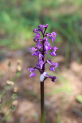 Anacamptis morio