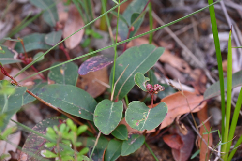 Corymbia gummifera, photograph 5