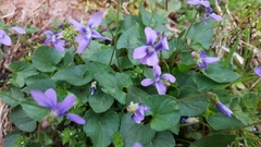 Viola cucullata