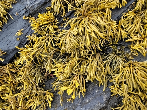 Channelled Wrack