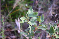 Lomatia ilicifolia, photograph (c) Bryce Watts-Parker, some rights reserved (CC BY)