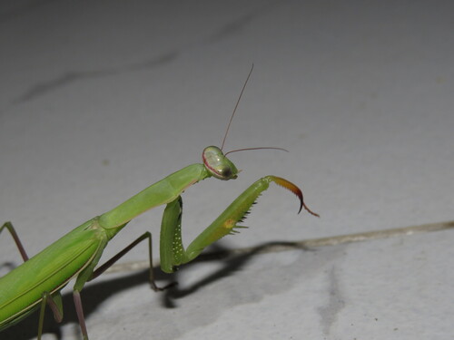 European Mantis
