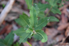 Lomatia ilicifolia, photograph (c) Bryce Watts-Parker, some rights reserved (CC BY)