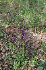Anacamptis morio