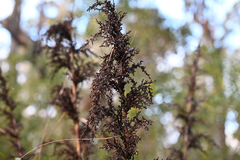 Gahnia clarkei, photograph (c) Bryce Watts-Parker, some rights reserved (CC BY)