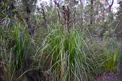 Gahnia clarkei, photograph (c) Bryce Watts-Parker, some rights reserved (CC BY)