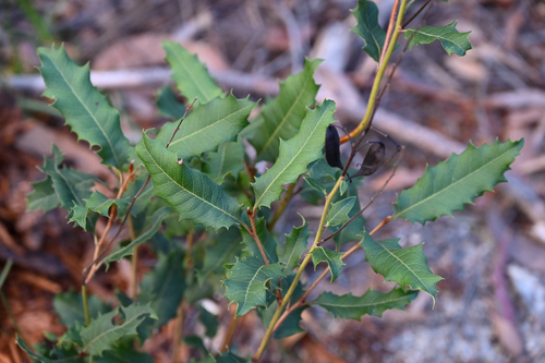 Lomatia ilicifolia, photograph 1