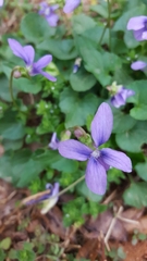 Viola cucullata