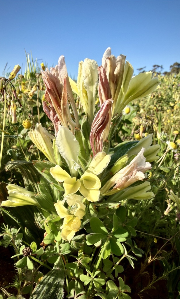 Babiana odorata, Peperboom Avenue, Malmesbury, Western Cape, ZA