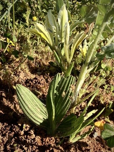 Babiana odorata