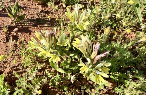 Babiana odorata