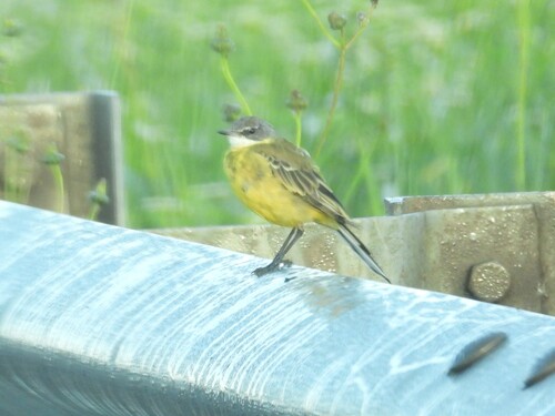 iNaturalist image