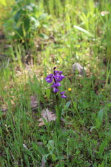 Anacamptis morio