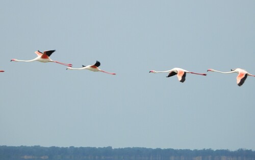 iNaturalist image
