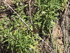 Euphydryas chalcedona chalcedona